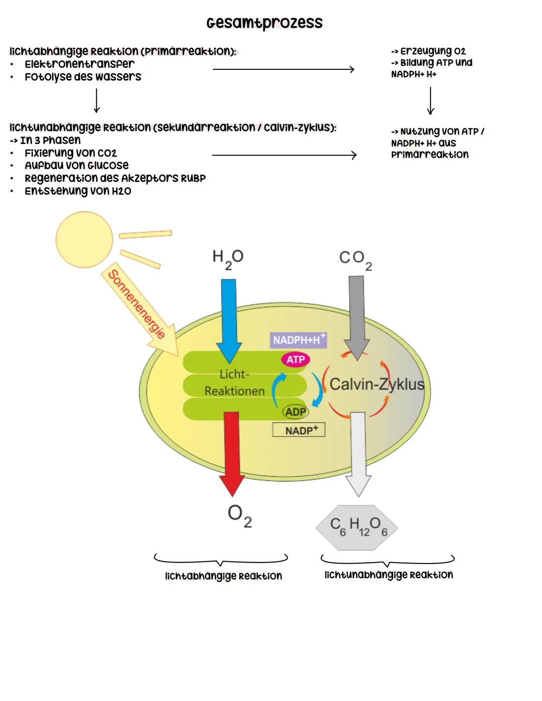 --- OCR Start ---
Stoffwechselphysiologie
Assimilation durch Fotosynthese
umwandlung von Licht in
chemisch gebundene
Energie
↓
Primärprozess