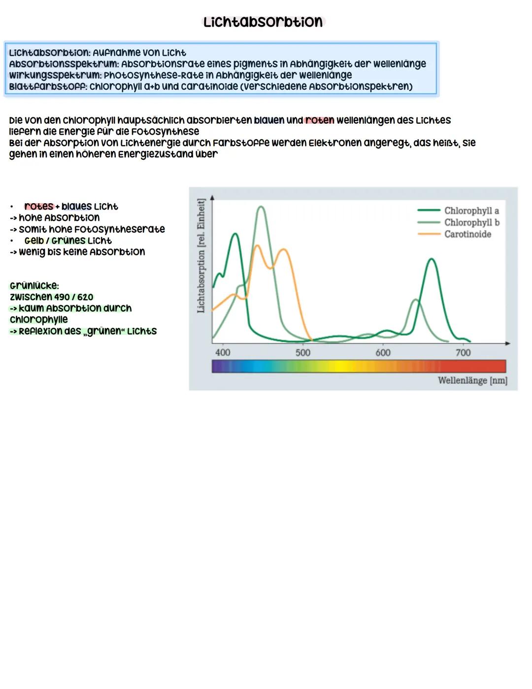 --- OCR Start ---
Stoffwechselphysiologie
Assimilation durch Fotosynthese
umwandlung von Licht in
chemisch gebundene
Energie
↓
Primärprozess