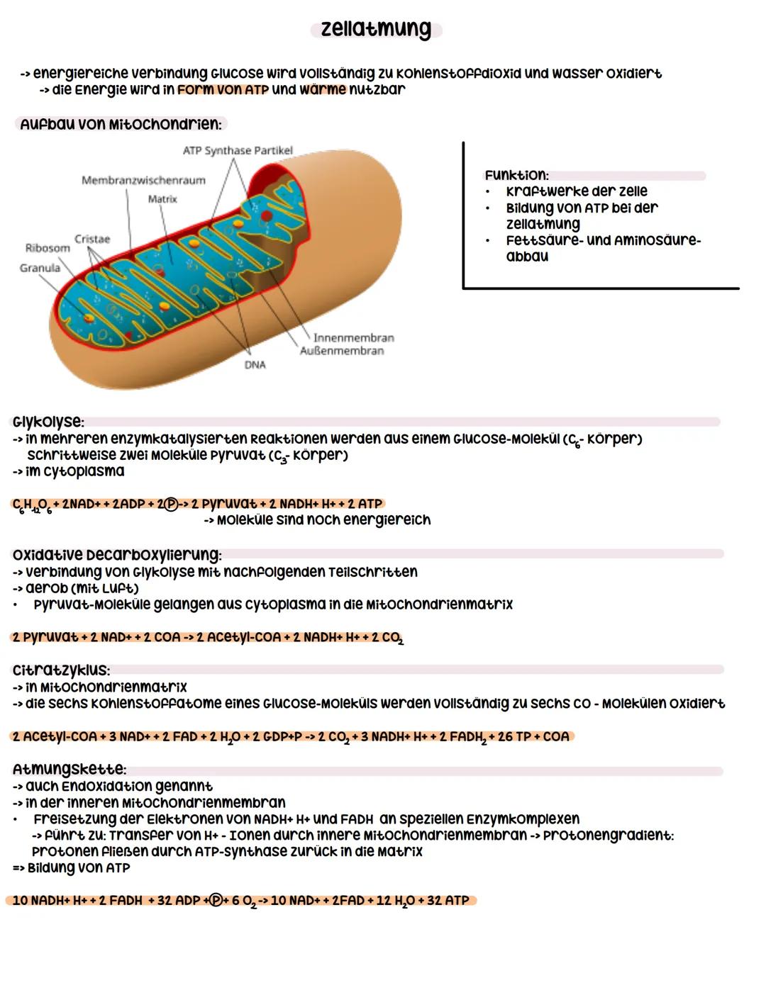 --- OCR Start ---
Stoffwechselphysiologie
Assimilation durch Fotosynthese
umwandlung von Licht in
chemisch gebundene
Energie
↓
Primärprozess