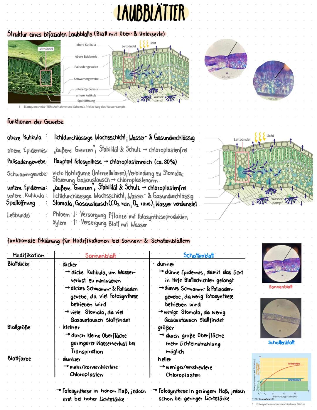 # LAUBBLÄTTER
Struktur eines bifazialen Laubblatts (Blatt mit Ober- & Unterseite)
Leitbündel
obere Kutikula
obere Epidermis
Palisadengeweb