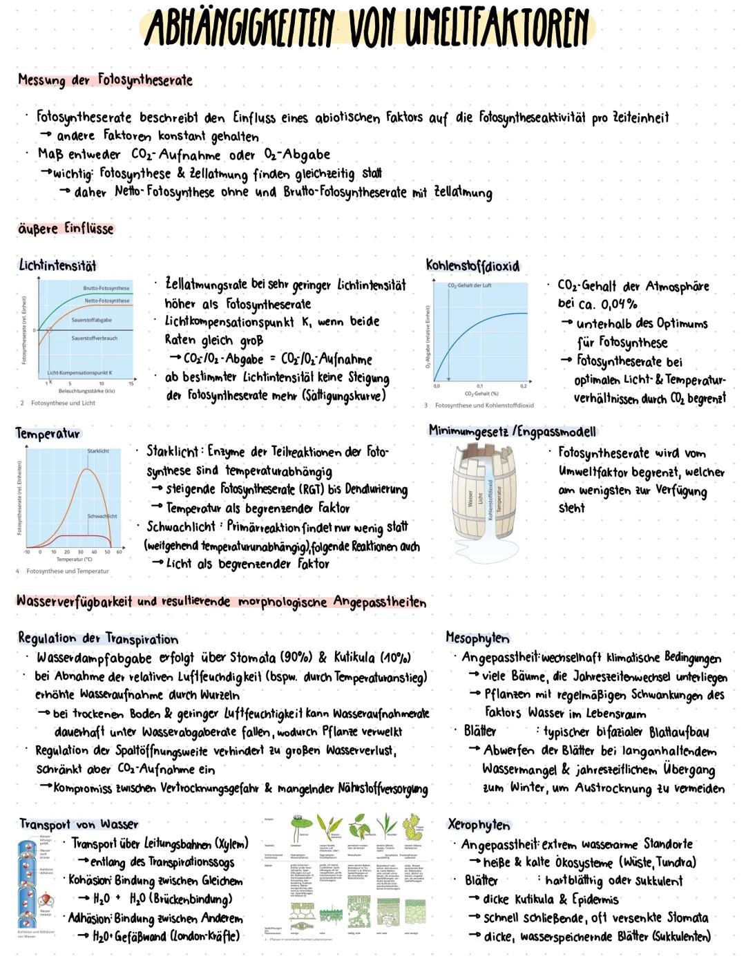 # LAUBBLÄTTER
Struktur eines bifazialen Laubblatts (Blatt mit Ober- & Unterseite)
Leitbündel
obere Kutikula
obere Epidermis
Palisadengeweb