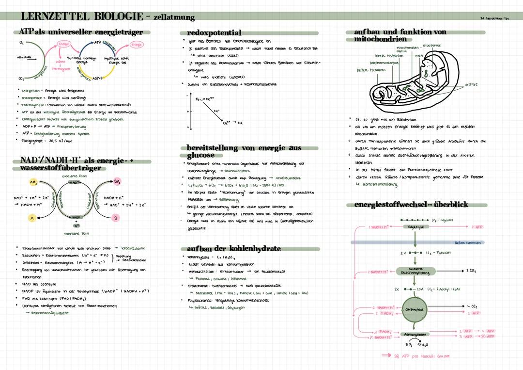 Lernzettel Biologie LK - Leben und Energie - Zellatmung