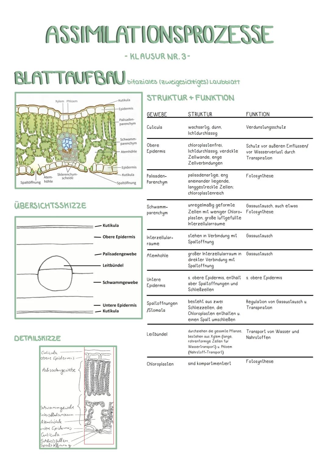 --- OCR Start ---
GEWEBE
STRUKTUR
FUNKTION
Culicula
wachsarlig, dünn, licht durchlassig
Verdunslungsschulz
Obere Epidermis
chloroplastenfrei