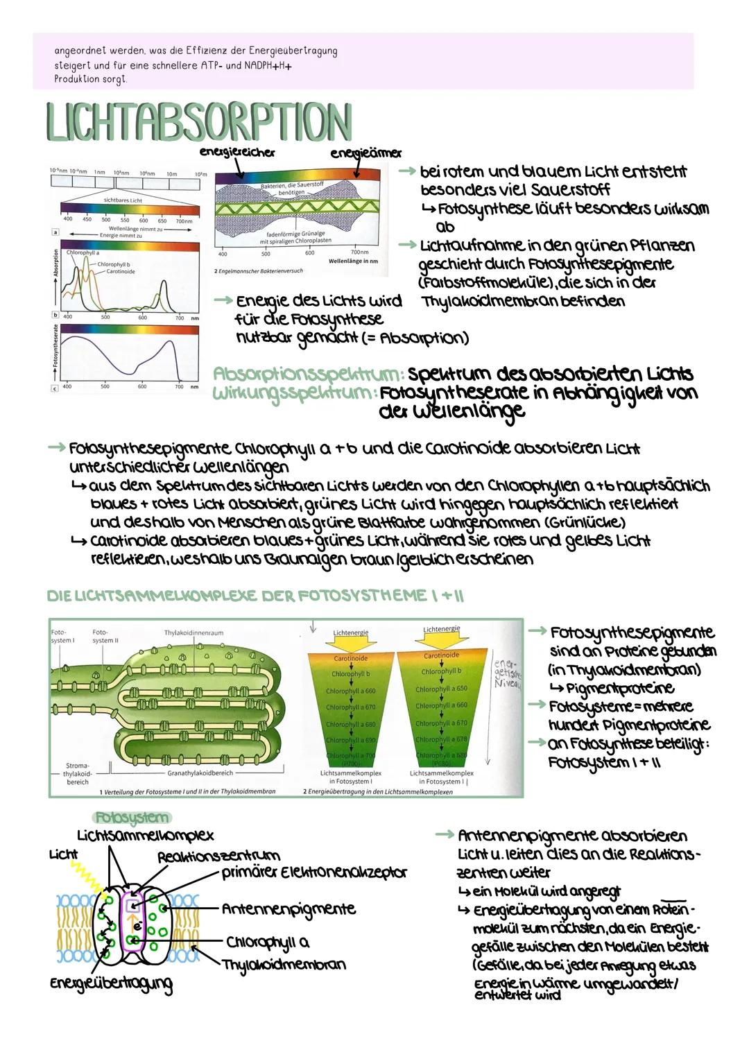 --- OCR Start ---
GEWEBE
STRUKTUR
FUNKTION
Culicula
wachsarlig, dünn, licht durchlassig
Verdunslungsschulz
Obere Epidermis
chloroplastenfrei