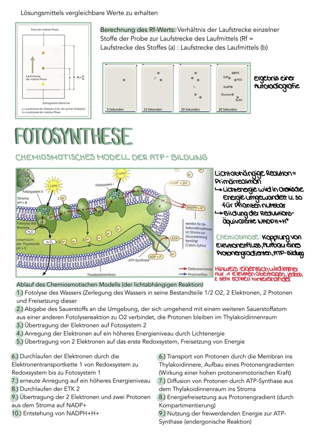 --- OCR Start ---
GEWEBE
STRUKTUR
FUNKTION
Culicula
wachsarlig, dünn, licht durchlassig
Verdunslungsschulz
Obere Epidermis
chloroplastenfrei
