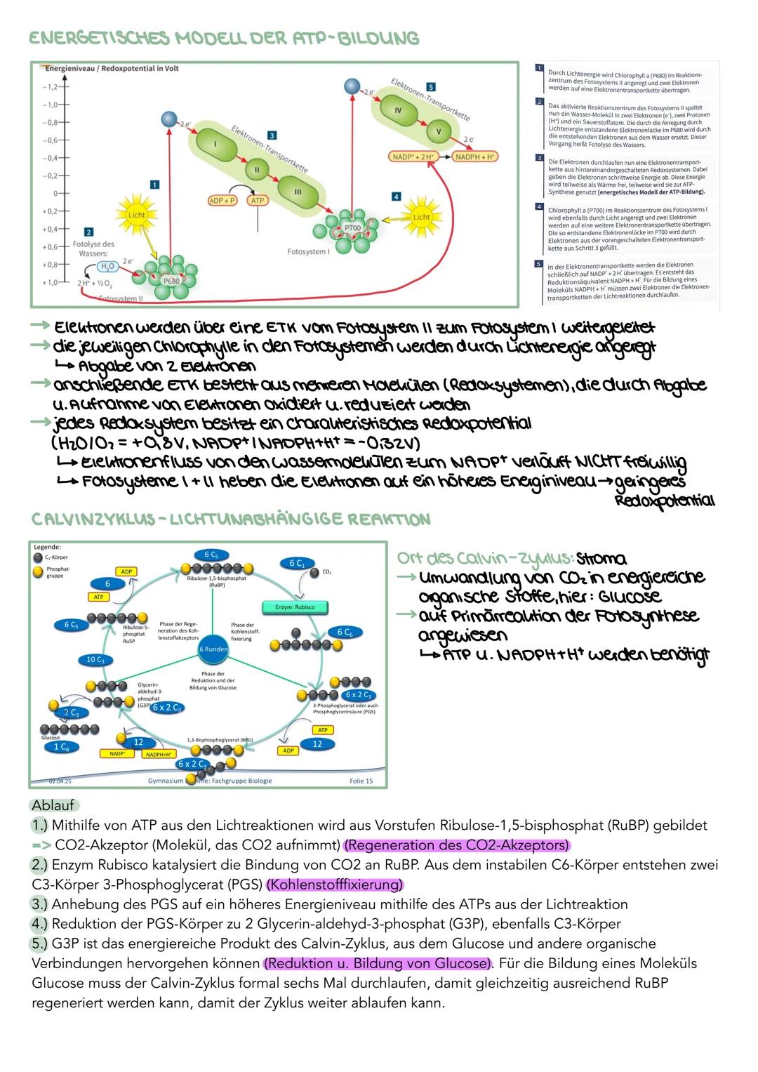 --- OCR Start ---
GEWEBE
STRUKTUR
FUNKTION
Culicula
wachsarlig, dünn, licht durchlassig
Verdunslungsschulz
Obere Epidermis
chloroplastenfrei