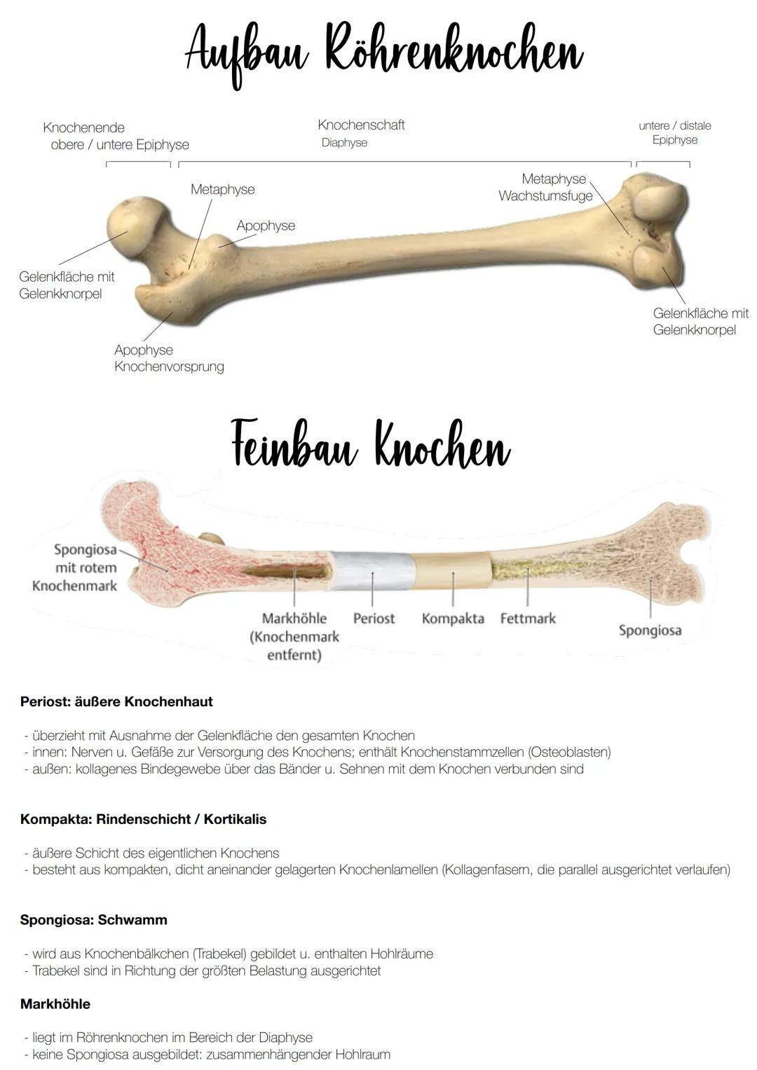 Aufbau Röhrenknochen
Knochenschaft
Diaphyse
Knochenende
obere / untere Epiphyse
Metaphyse
Apophyse
Gelenkfläche mit
Gelenkknorpel
Apophyse
K