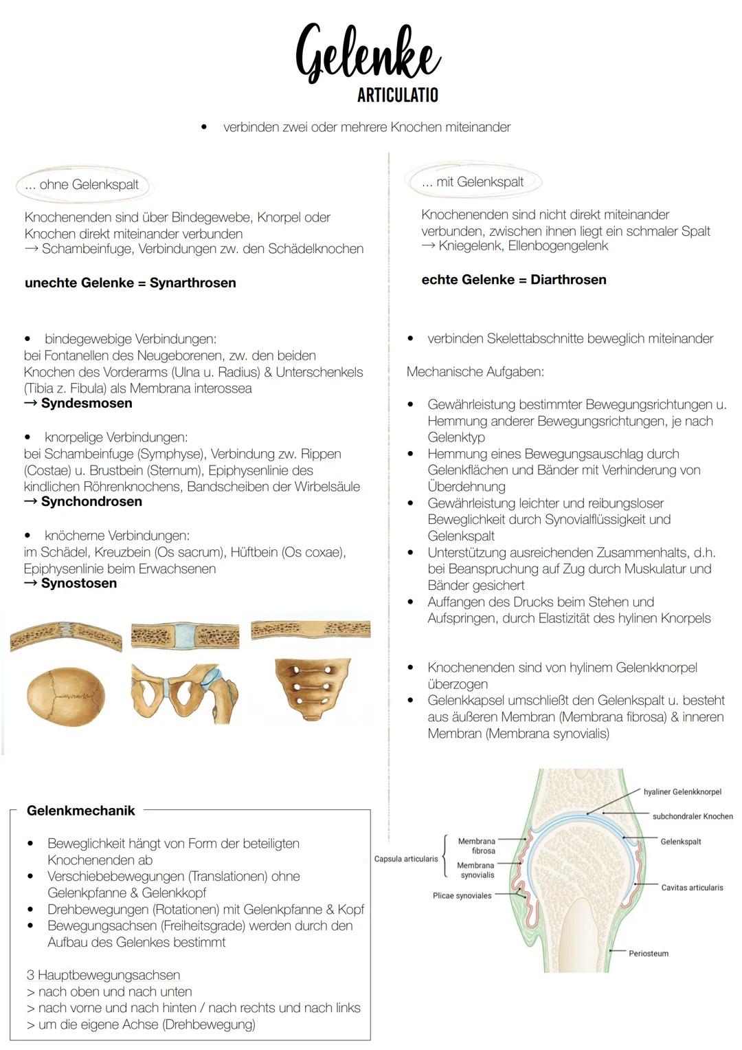 --- OCR Start ---
Gelenke
ARTICULATIO
verbinden zwei oder mehrere Knochen miteinander
... ohne Gelenkspalt
Knochenenden sind über Bindegeweb