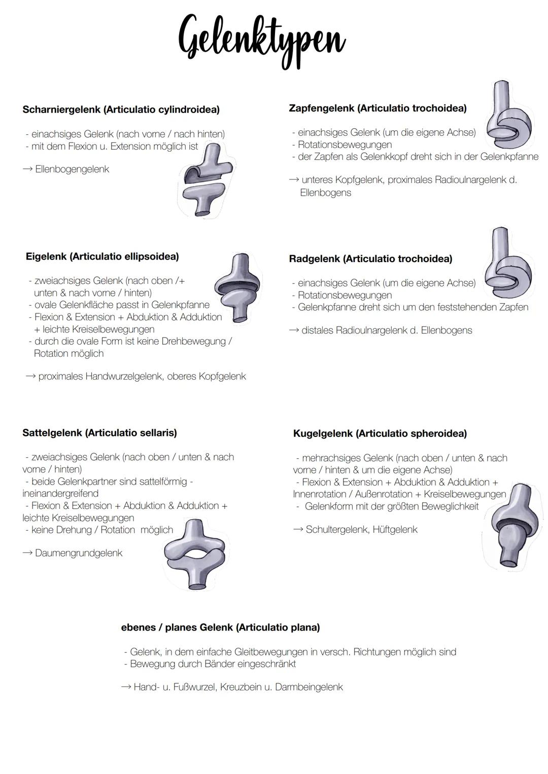 --- OCR Start ---
Gelenke
ARTICULATIO
verbinden zwei oder mehrere Knochen miteinander
... ohne Gelenkspalt
Knochenenden sind über Bindegeweb