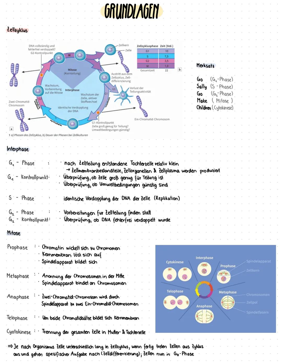 Biologie Abitur 2025 - Genetik