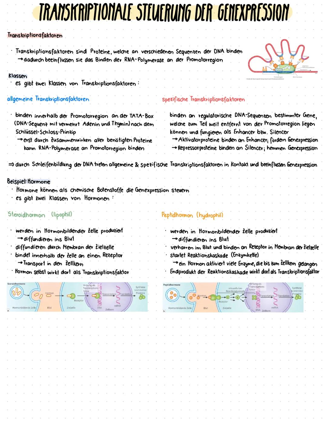 --- OCR Start ---
Zellzyklus
GRUNDLAGEN
DNA vollständig und
fehlerfrei verdoppelt?
G2-Kontrollpunkt
Zellkern
Zelle
Zellzyklusphase Zeit (Std