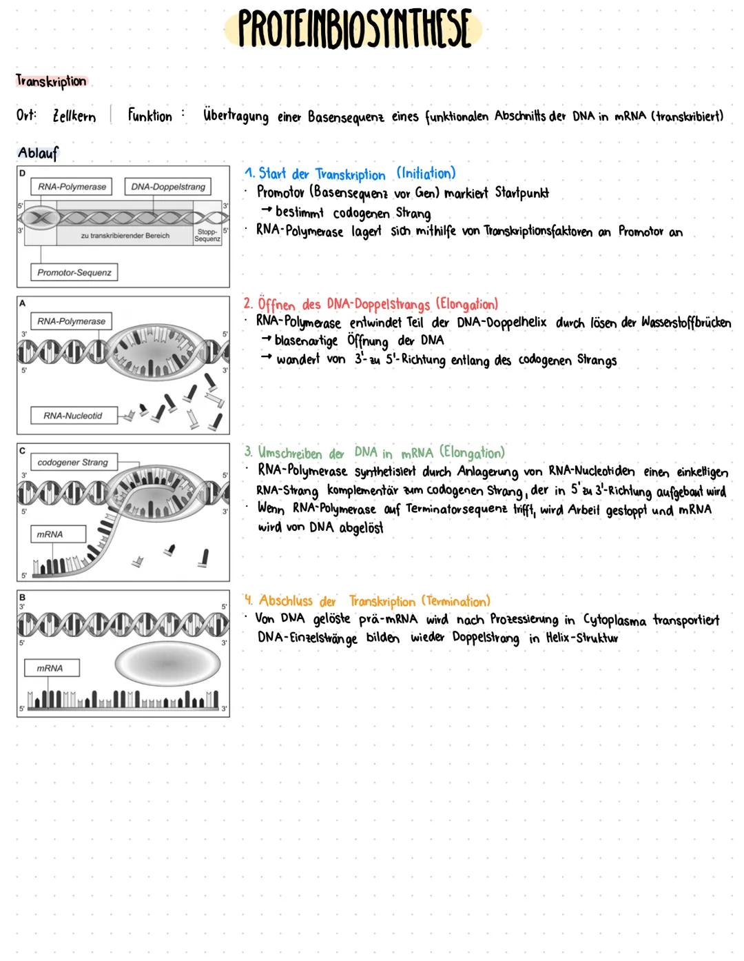 --- OCR Start ---
Zellzyklus
GRUNDLAGEN
DNA vollständig und
fehlerfrei verdoppelt?
G2-Kontrollpunkt
Zellkern
Zelle
Zellzyklusphase Zeit (Std