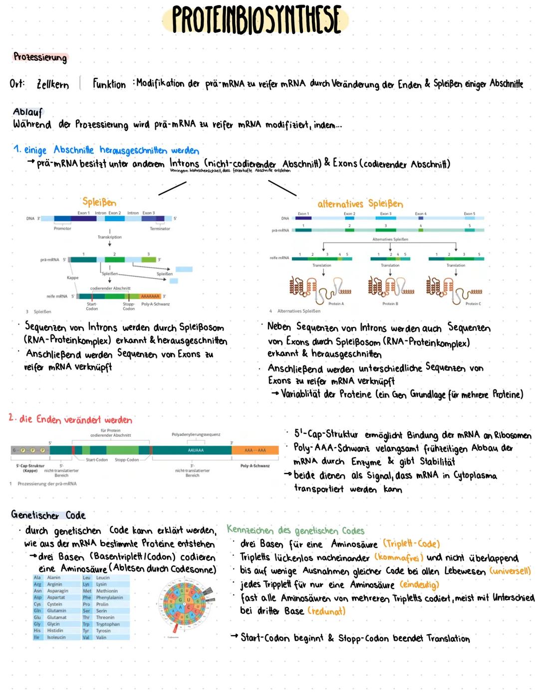 --- OCR Start ---
Zellzyklus
GRUNDLAGEN
DNA vollständig und
fehlerfrei verdoppelt?
G2-Kontrollpunkt
Zellkern
Zelle
Zellzyklusphase Zeit (Std