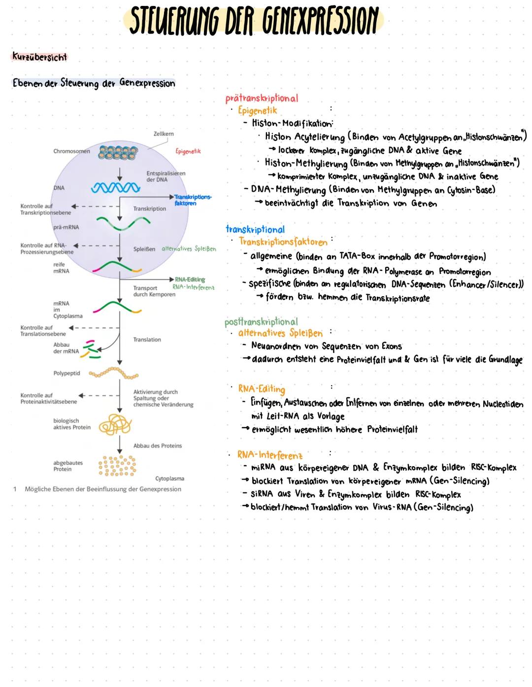 --- OCR Start ---
Zellzyklus
GRUNDLAGEN
DNA vollständig und
fehlerfrei verdoppelt?
G2-Kontrollpunkt
Zellkern
Zelle
Zellzyklusphase Zeit (Std