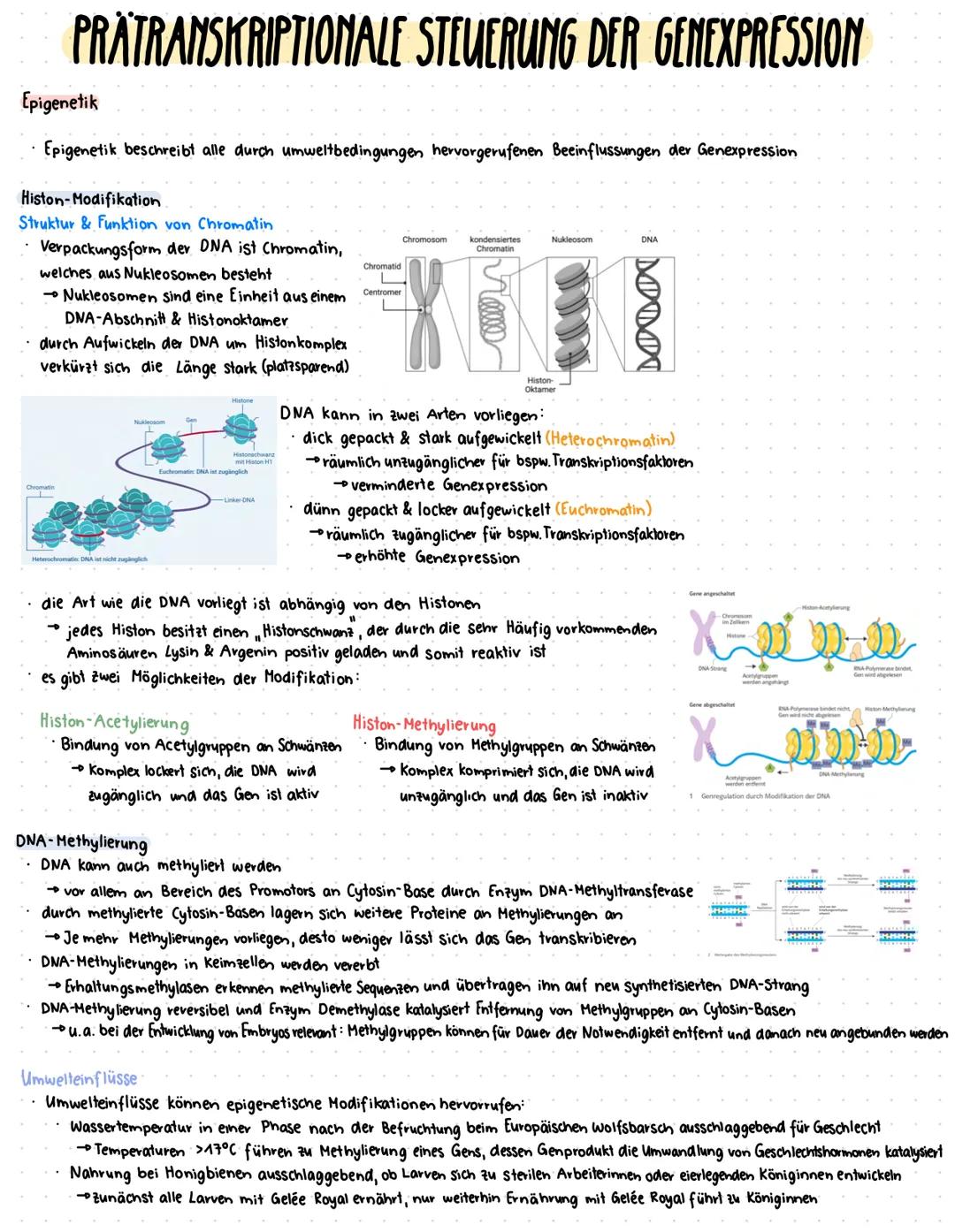 --- OCR Start ---
Zellzyklus
GRUNDLAGEN
DNA vollständig und
fehlerfrei verdoppelt?
G2-Kontrollpunkt
Zellkern
Zelle
Zellzyklusphase Zeit (Std