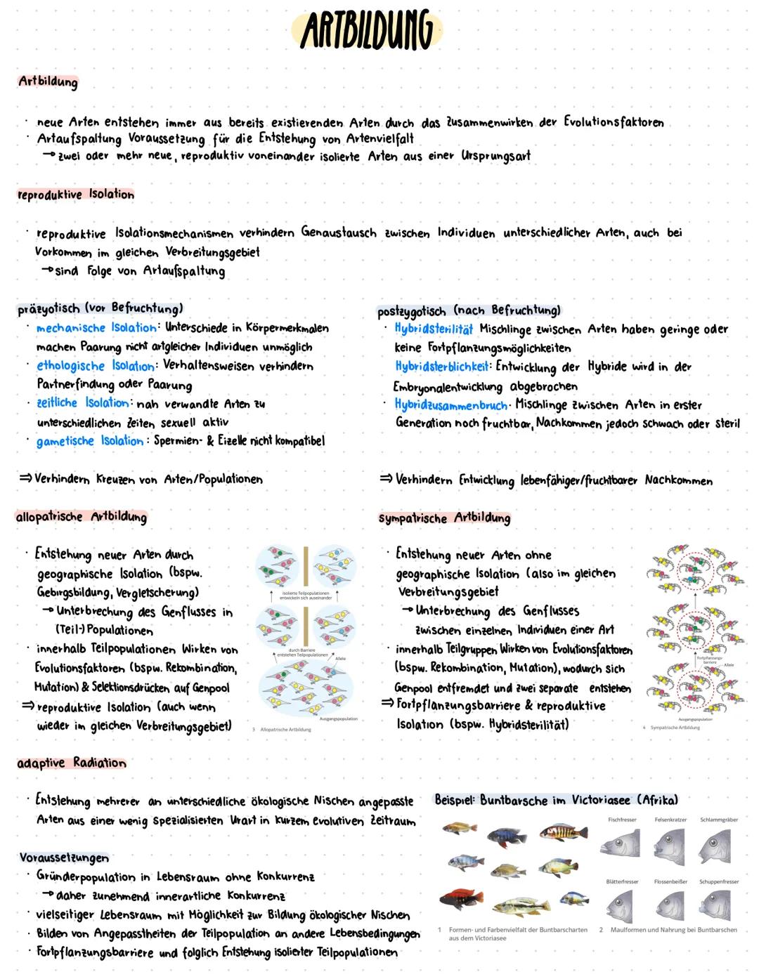 # GRUNDLAGEN
# Artbegriffe
morphologischer Artbegriff biologischer Artbegriff populationsgenetischer Artbegriff
Annah