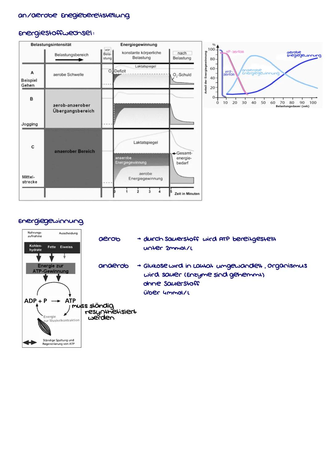 konditionelle Fähigkeiten
motorisches System
(Bewegungsapperat)
kraft
motorisches System
(Bewegungsapperat)
Beweglichueit
Schnelluraft
aero