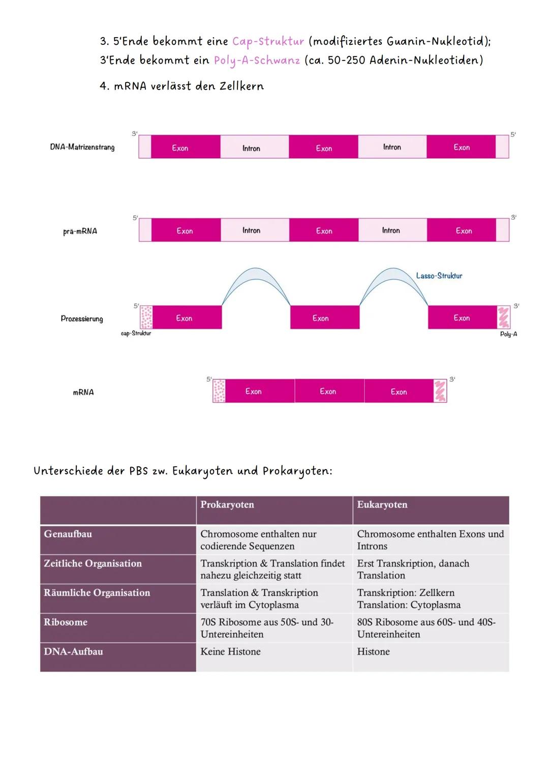 --- OCR Start ---
Genetik
Q1.1 Von der DNA zum Protein
- Aufbau und Replikation der DNA:
-> Watson-Crick-Modell
-> Nukleotide
-> semikonserv