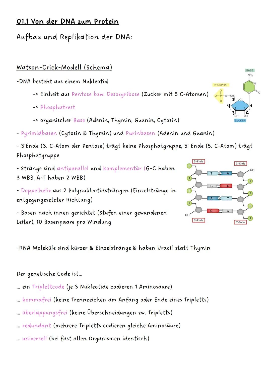 --- OCR Start ---
Genetik
Q1.1 Von der DNA zum Protein
- Aufbau und Replikation der DNA:
-> Watson-Crick-Modell
-> Nukleotide
-> semikonserv