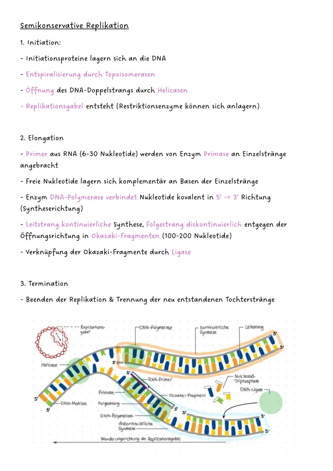 --- OCR Start ---
Genetik
Q1.1 Von der DNA zum Protein
- Aufbau und Replikation der DNA:
-> Watson-Crick-Modell
-> Nukleotide
-> semikonserv