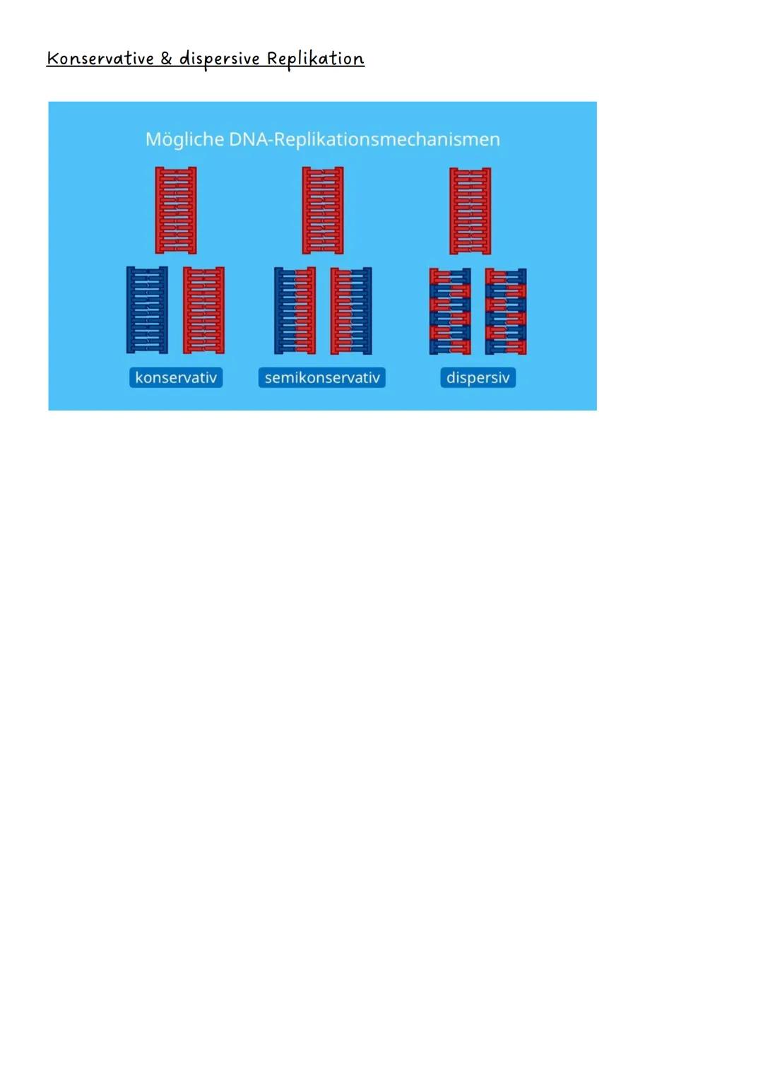 --- OCR Start ---
Genetik
Q1.1 Von der DNA zum Protein
- Aufbau und Replikation der DNA:
-> Watson-Crick-Modell
-> Nukleotide
-> semikonserv