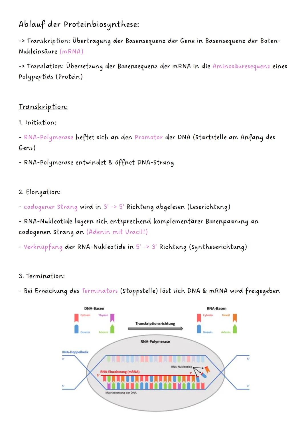 --- OCR Start ---
Genetik
Q1.1 Von der DNA zum Protein
- Aufbau und Replikation der DNA:
-> Watson-Crick-Modell
-> Nukleotide
-> semikonserv