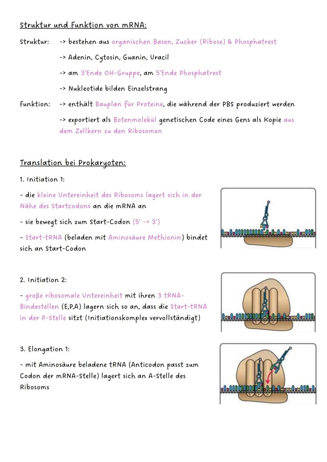 --- OCR Start ---
Genetik
Q1.1 Von der DNA zum Protein
- Aufbau und Replikation der DNA:
-> Watson-Crick-Modell
-> Nukleotide
-> semikonserv