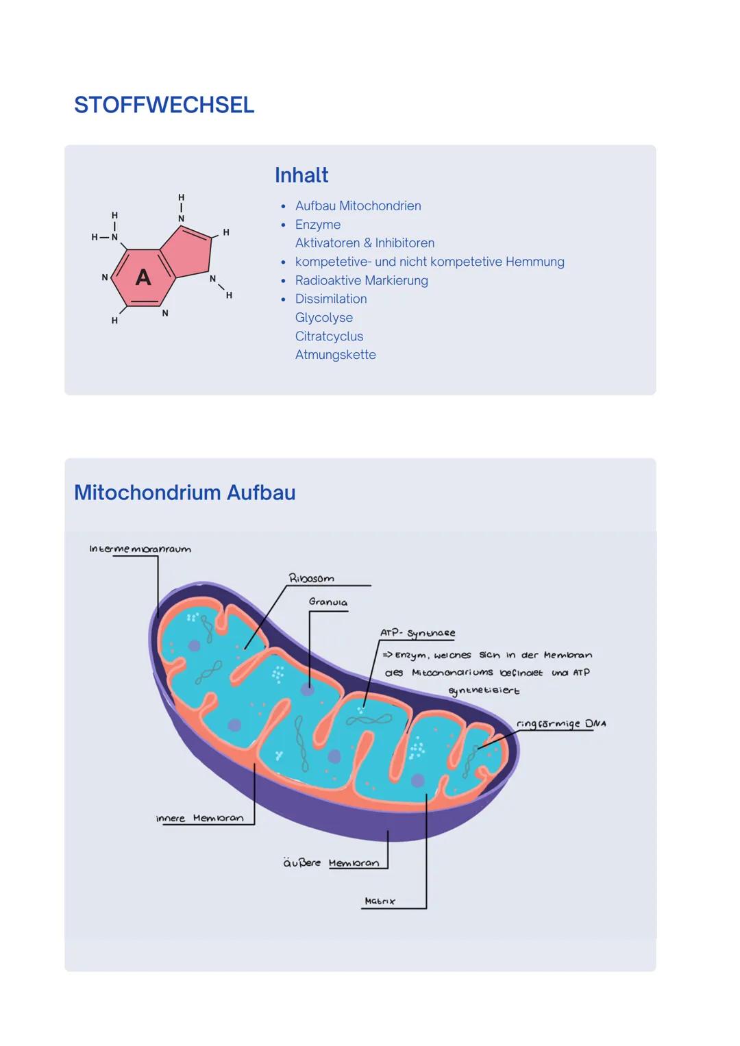--- OCR Start ---
Enzyme / Biokatalysatoren
- Zentrale Rolle im Stoffwechsel
- setzen nur spezifische Substrate um und katalysieren auch nur