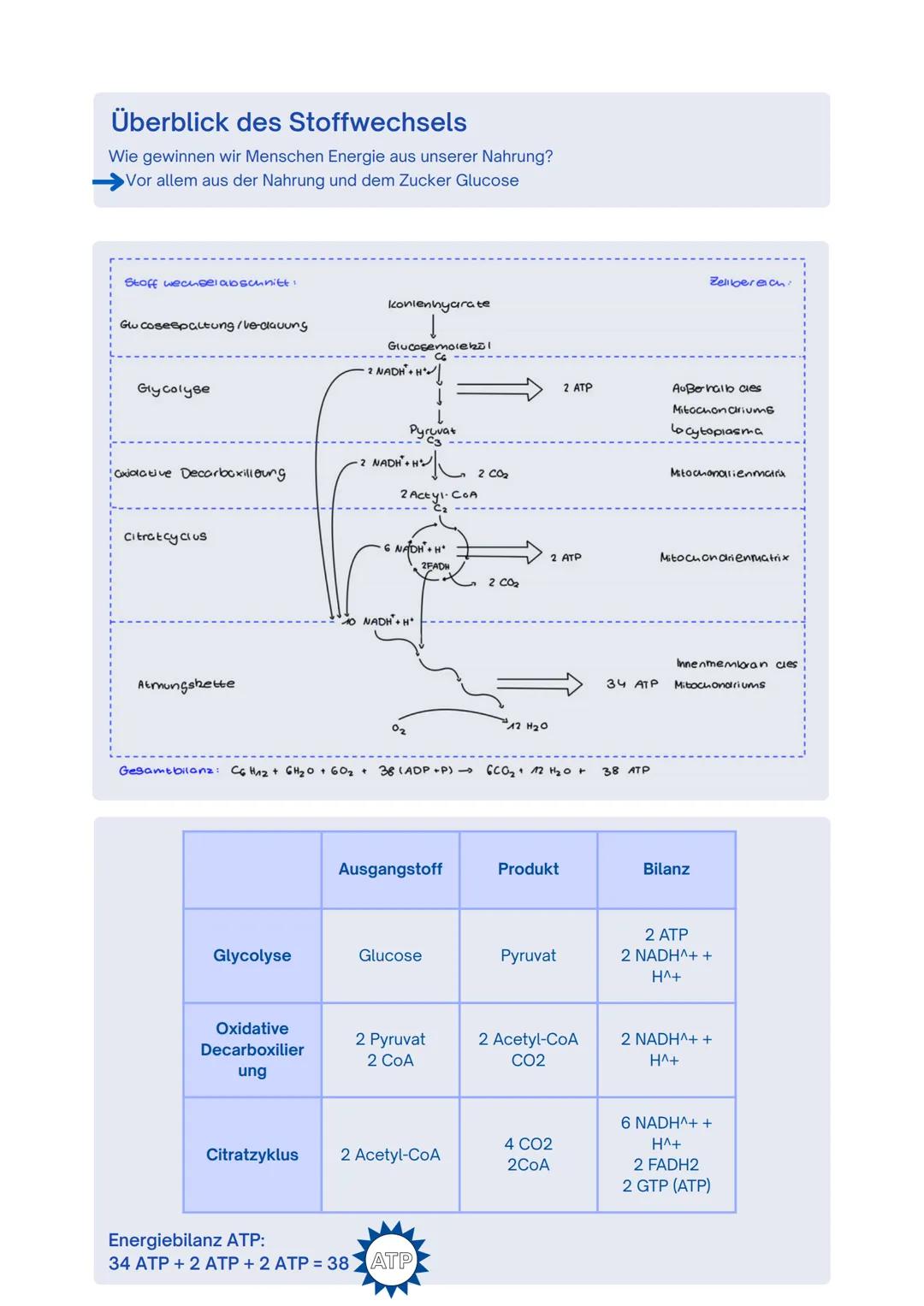 --- OCR Start ---
Enzyme / Biokatalysatoren
- Zentrale Rolle im Stoffwechsel
- setzen nur spezifische Substrate um und katalysieren auch nur