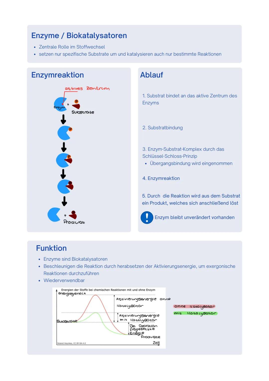 --- OCR Start ---
Enzyme / Biokatalysatoren
- Zentrale Rolle im Stoffwechsel
- setzen nur spezifische Substrate um und katalysieren auch nur