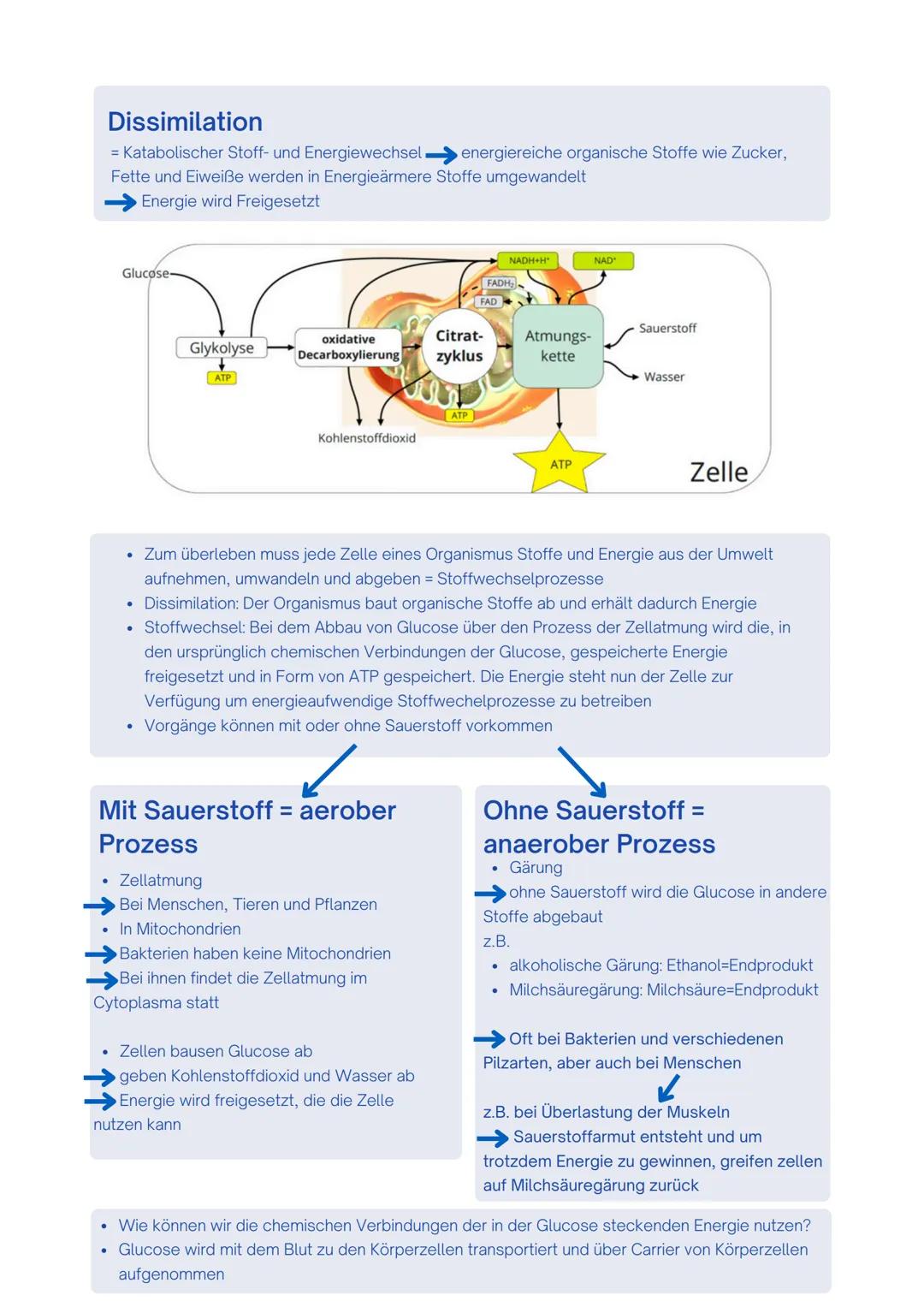 --- OCR Start ---
Enzyme / Biokatalysatoren
- Zentrale Rolle im Stoffwechsel
- setzen nur spezifische Substrate um und katalysieren auch nur