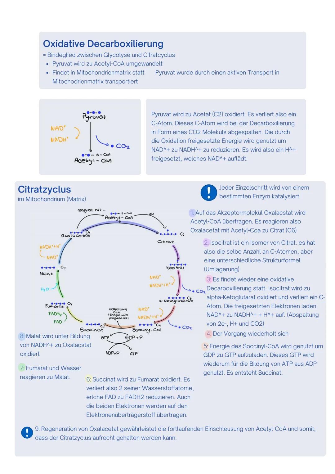 --- OCR Start ---
Enzyme / Biokatalysatoren
- Zentrale Rolle im Stoffwechsel
- setzen nur spezifische Substrate um und katalysieren auch nur