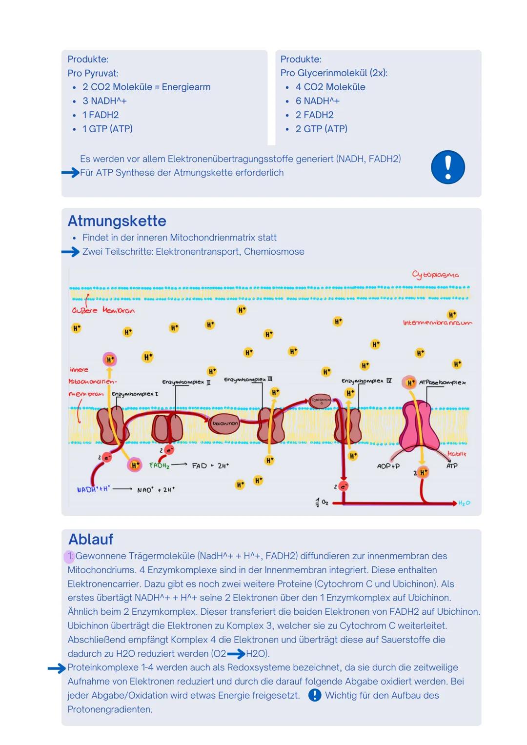 --- OCR Start ---
Enzyme / Biokatalysatoren
- Zentrale Rolle im Stoffwechsel
- setzen nur spezifische Substrate um und katalysieren auch nur