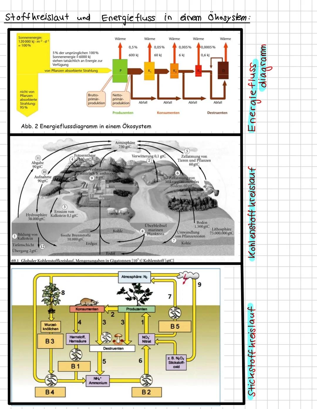 # Ökologie --- OCR Start ---
Inhaltsverzeichnis
•
Biotop und Biozönose: biotische und abiotische Faktoren
Einfluss ökologischer Faktoren auf