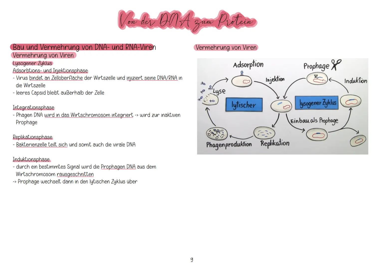 # Aufbau und Replikation der DNA
Watson-Crick-Modell
Von der ONA zun Protein
- besteht aus Zucker (Desoxeribose), Phosphaten und Basen
- 2