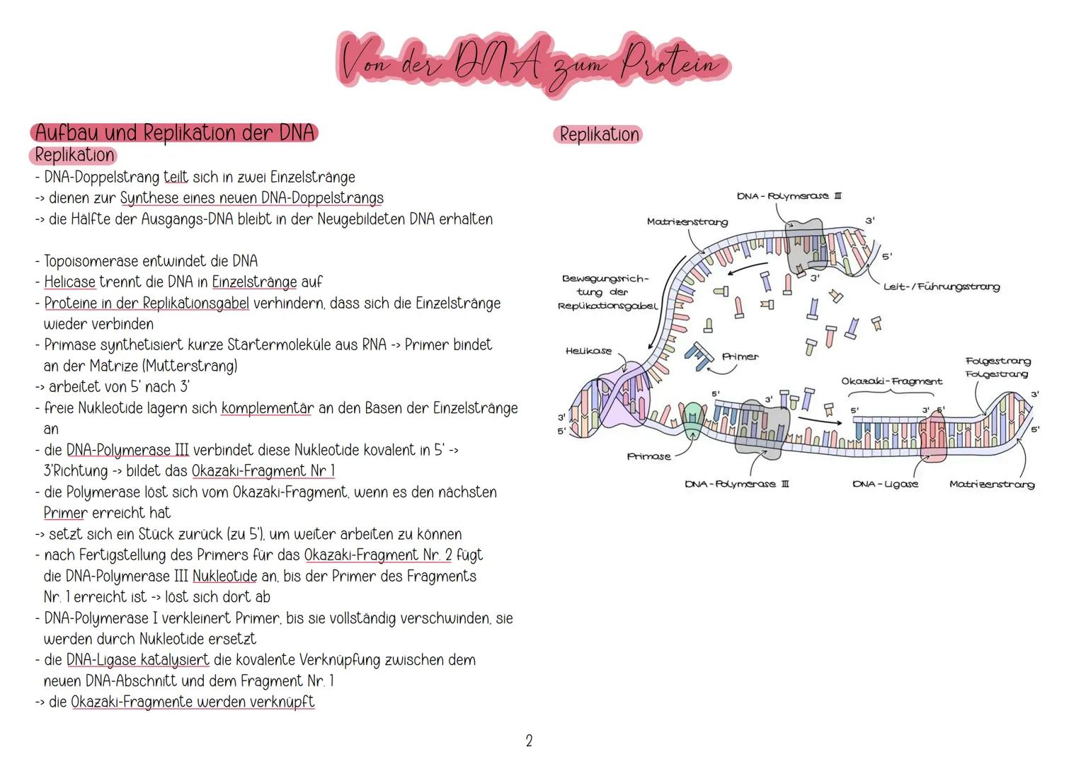 # Aufbau und Replikation der DNA
Watson-Crick-Modell
Von der ONA zun Protein
- besteht aus Zucker (Desoxeribose), Phosphaten und Basen
- 2
