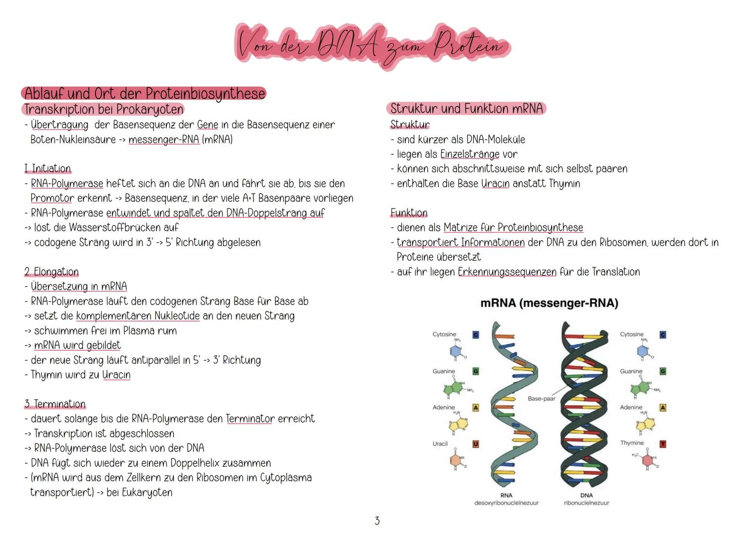 # Aufbau und Replikation der DNA
Watson-Crick-Modell
Von der ONA zun Protein
- besteht aus Zucker (Desoxeribose), Phosphaten und Basen
- 2