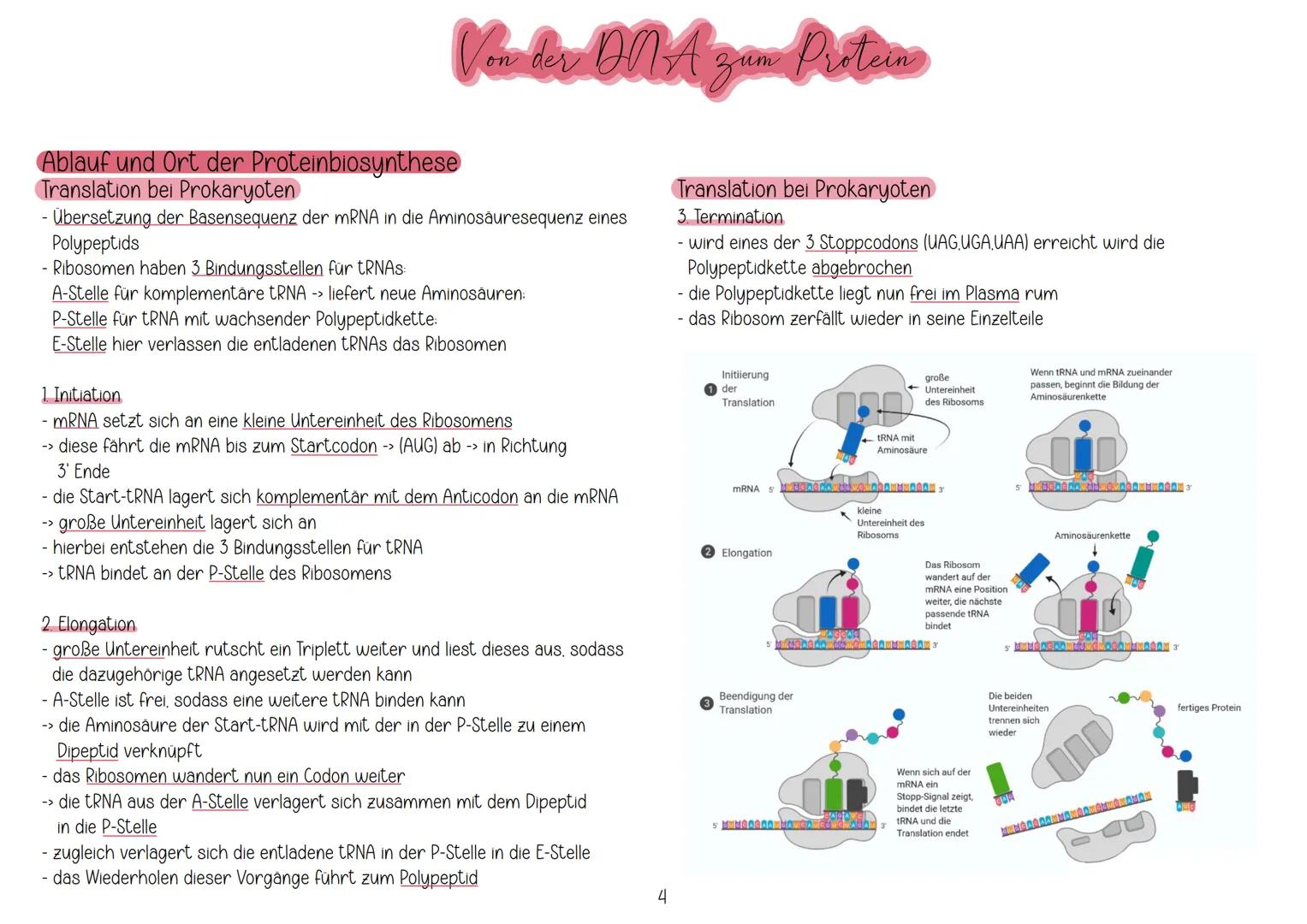 # Aufbau und Replikation der DNA
Watson-Crick-Modell
Von der ONA zun Protein
- besteht aus Zucker (Desoxeribose), Phosphaten und Basen
- 2