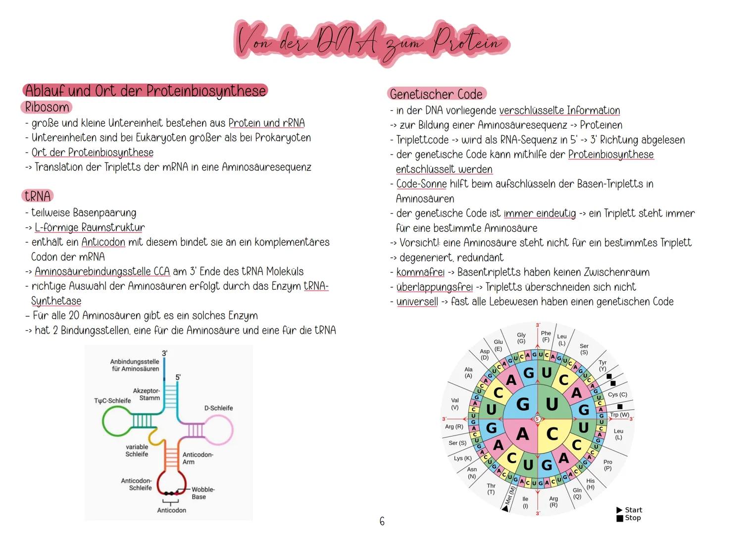 # Aufbau und Replikation der DNA
Watson-Crick-Modell
Von der ONA zun Protein
- besteht aus Zucker (Desoxeribose), Phosphaten und Basen
- 2