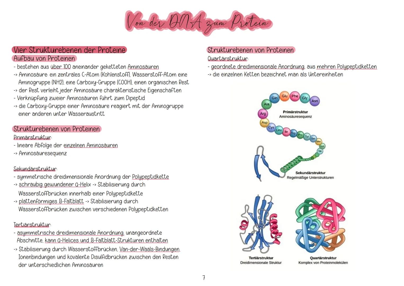 # Aufbau und Replikation der DNA
Watson-Crick-Modell
Von der ONA zun Protein
- besteht aus Zucker (Desoxeribose), Phosphaten und Basen
- 2