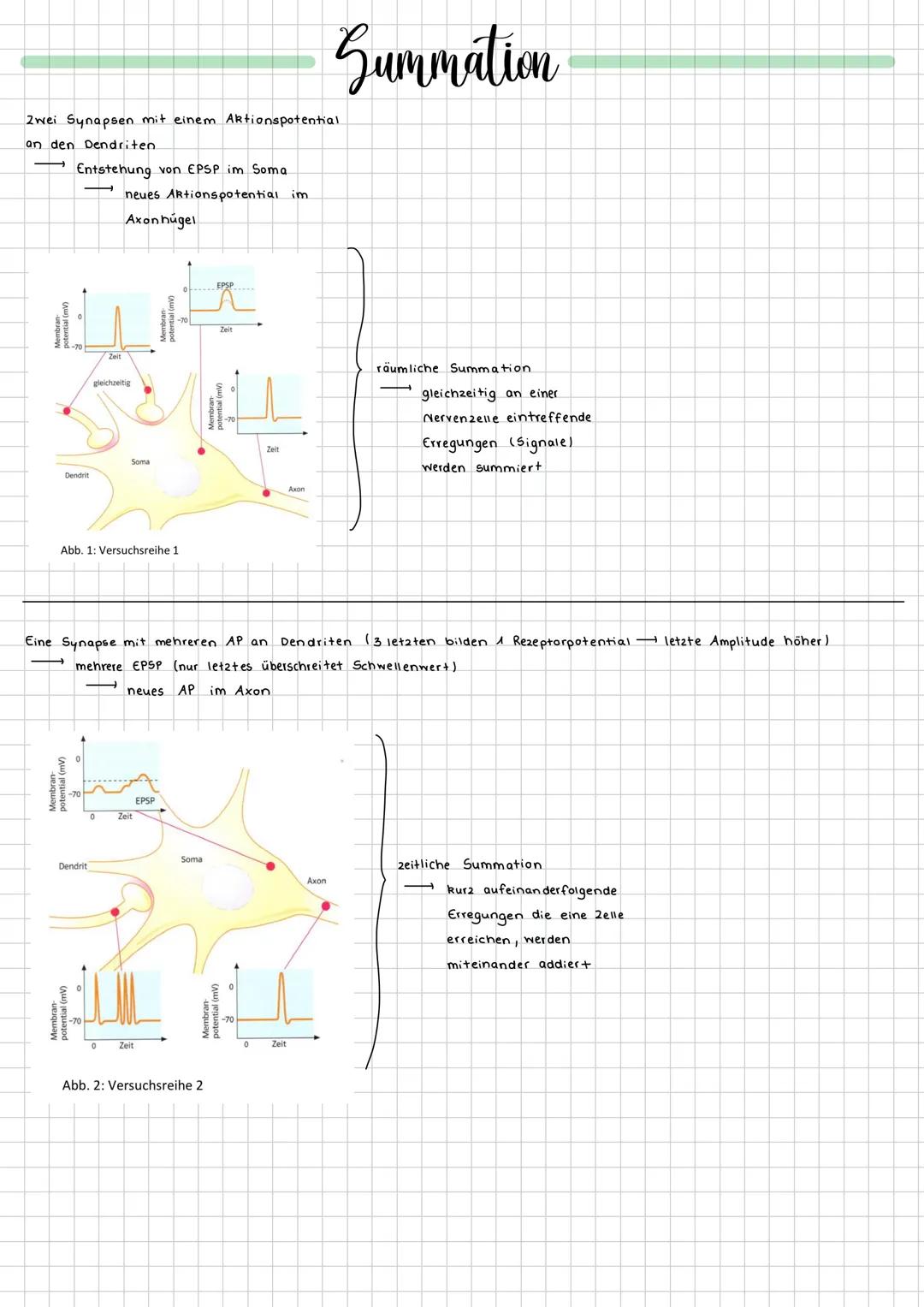 --- OCR Start ---
(mV)
Summation
Zwei Synapsen mit einem Aktionspotential.
an den Dendriten.
Entstehung von EPSP im Soma
neues Artionspotent