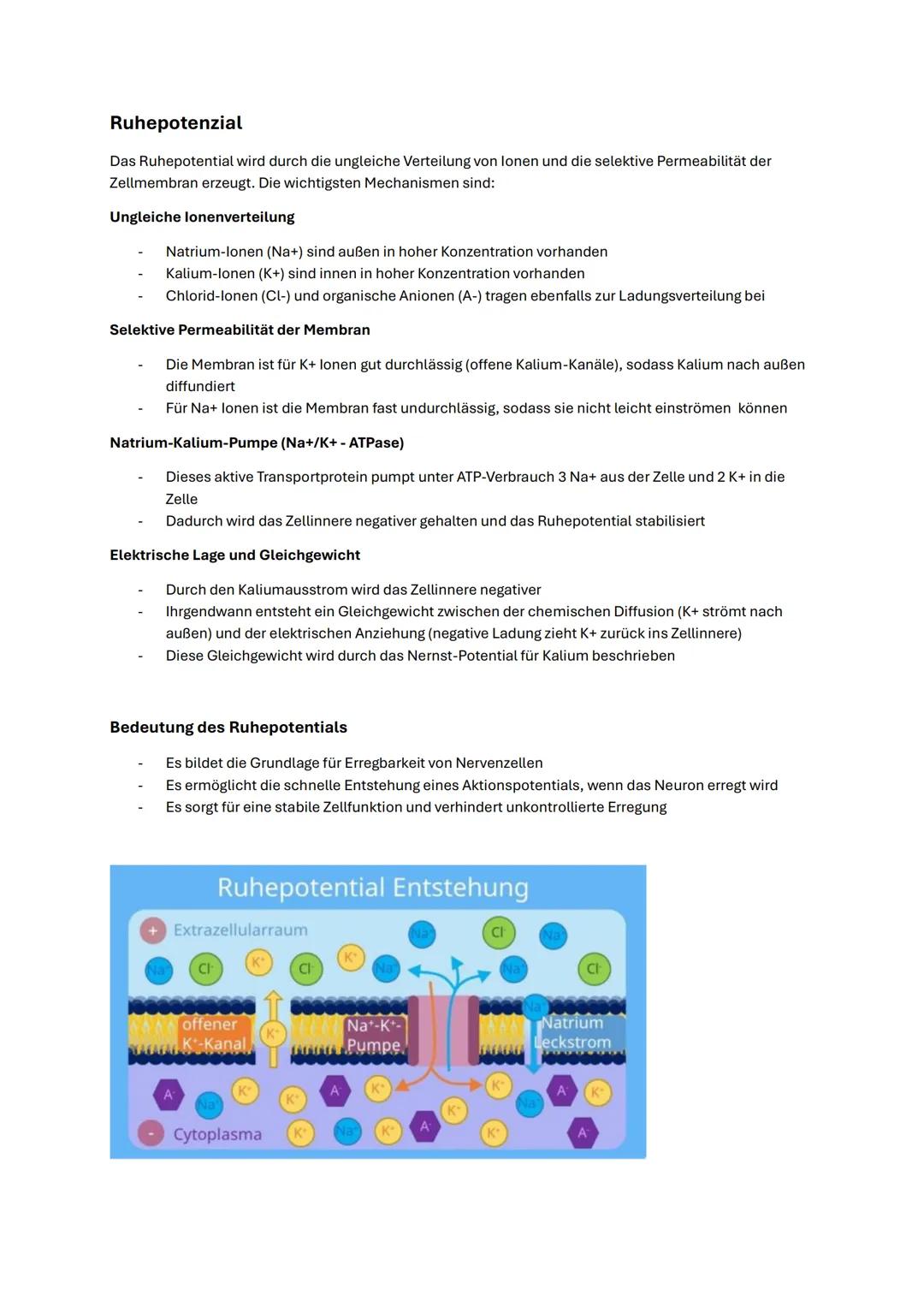 --- OCR Start ---
Abitur Biologie NRW 2025 Neurobiologie
Bau des Neurons
Ein Neuron (Nervenzelle) ist die Grundeinheit des Nervensystems und