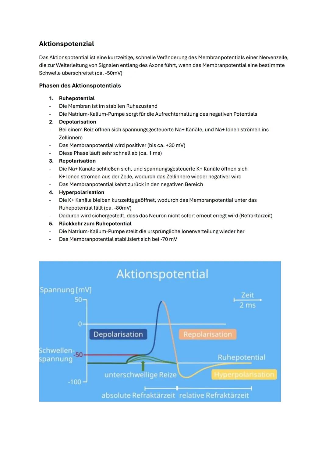 --- OCR Start ---
Abitur Biologie NRW 2025 Neurobiologie
Bau des Neurons
Ein Neuron (Nervenzelle) ist die Grundeinheit des Nervensystems und