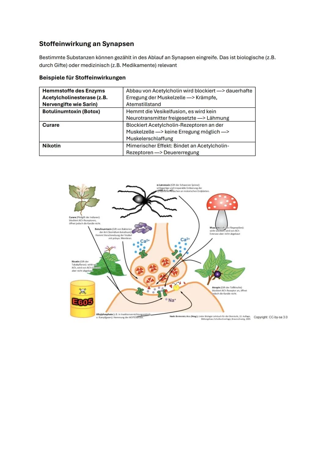 --- OCR Start ---
Abitur Biologie NRW 2025 Neurobiologie
Bau des Neurons
Ein Neuron (Nervenzelle) ist die Grundeinheit des Nervensystems und