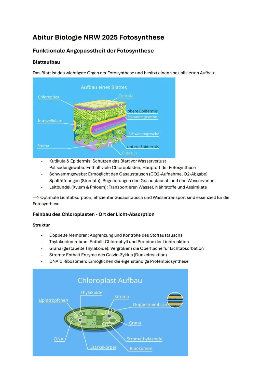 # Abitur Biologie NRW 2025 Fotosynthese
Funktionale Angepasstheit der Fotosynthese
# Blattaufbau
Das Blatt ist das wichtigste Organ der F