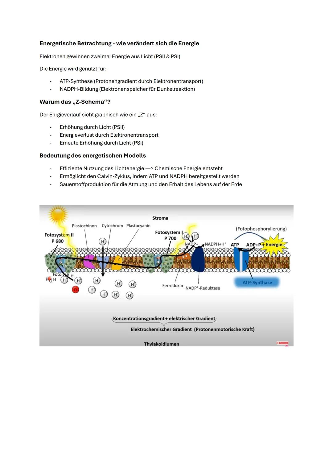 # Abitur Biologie NRW 2025 Fotosynthese
Funktionale Angepasstheit der Fotosynthese
# Blattaufbau
Das Blatt ist das wichtigste Organ der F