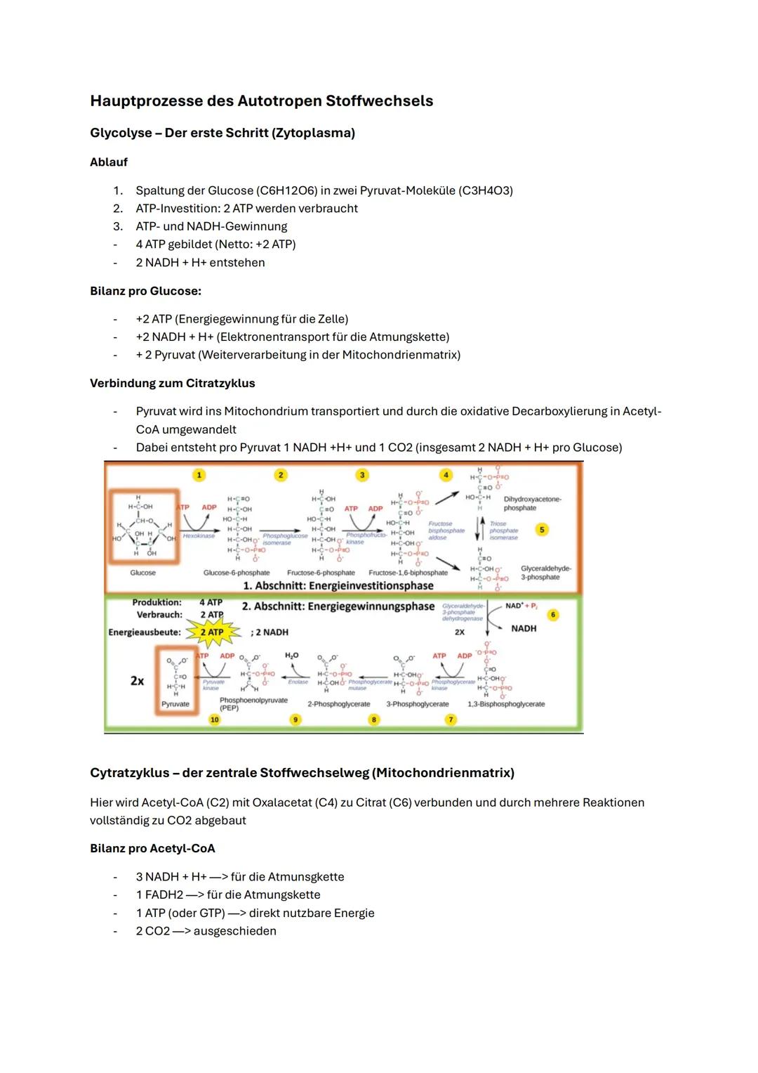 --- OCR Start ---
Biologie Abitur NRW 2025 Autotropher Stoffwechsel
Enzyme
Aufbau
Enzyme sind meist Proteine, die aus einer oder mehreren Po