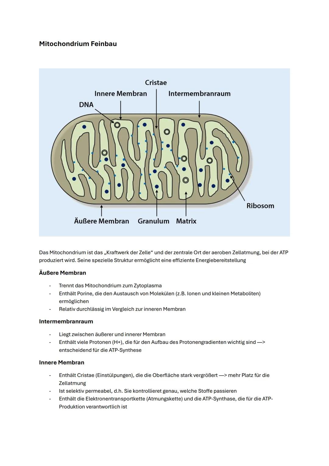 --- OCR Start ---
Biologie Abitur NRW 2025 Autotropher Stoffwechsel
Enzyme
Aufbau
Enzyme sind meist Proteine, die aus einer oder mehreren Po