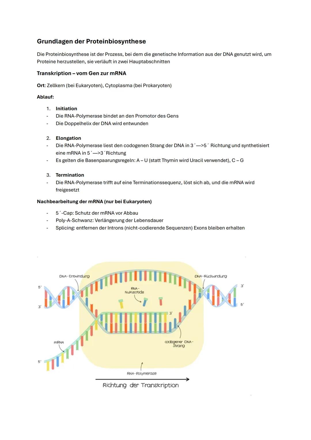 --- OCR Start ---
Biologie Abitur NRW 2025 Genetik
DNS-Aufbau
Bestandteile der DNA
- Phosphatgruppe: Gibt der DNS eine negative Ladung
- Sti