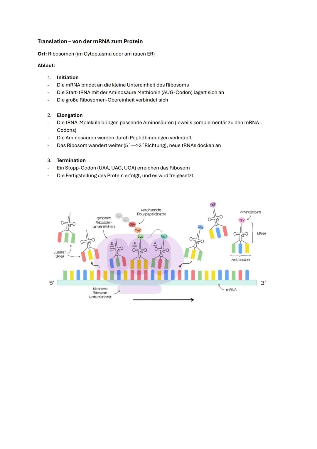 --- OCR Start ---
Biologie Abitur NRW 2025 Genetik
DNS-Aufbau
Bestandteile der DNA
- Phosphatgruppe: Gibt der DNS eine negative Ladung
- Sti